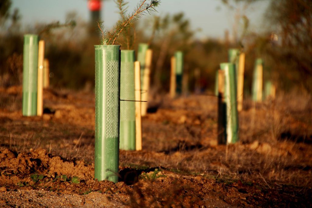 repoblación de pinos en el Entorno Meaques Retamares con protectores tubex