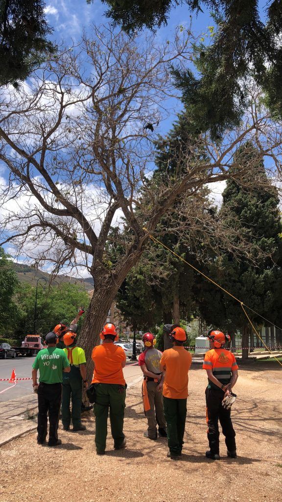 Curso manejo de motosierra