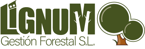 log lignum 2024