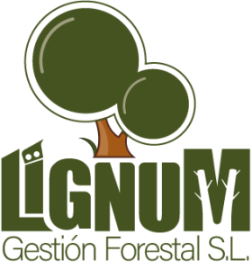 Logo actual 2024