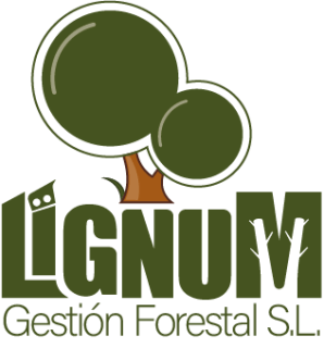 Logo actual 2024