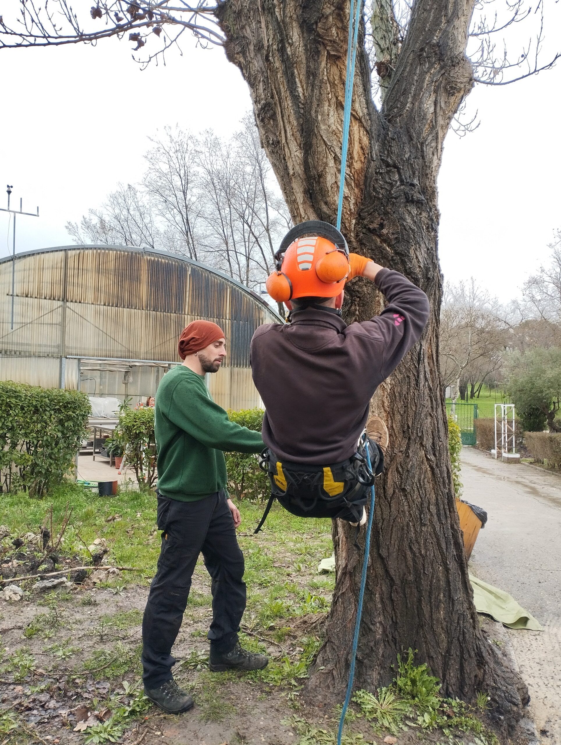 Trepa de arboles DRT (Blake)
