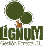 Logo actual 2024